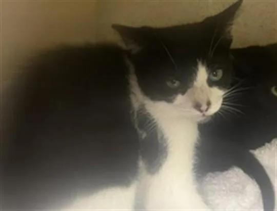 A baby small-sized male Domestic Short Hair cat named Sky for adoption in Los Angeles, CA