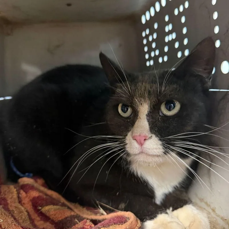An adult medium-sized female Black Domestic Short Hair cat named Bisket for adoption in Kingman, AZ