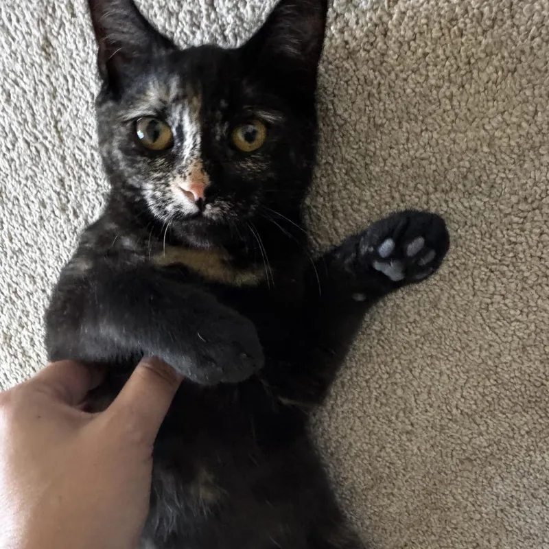A baby small-sized female Tortoiseshell Domestic Short Hair cat named Ember ARC for adoption in Akron, NY