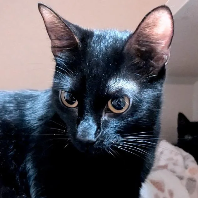 A young medium-sized female Black Domestic Short Hair cat named Iris for adoption in Providence, RI