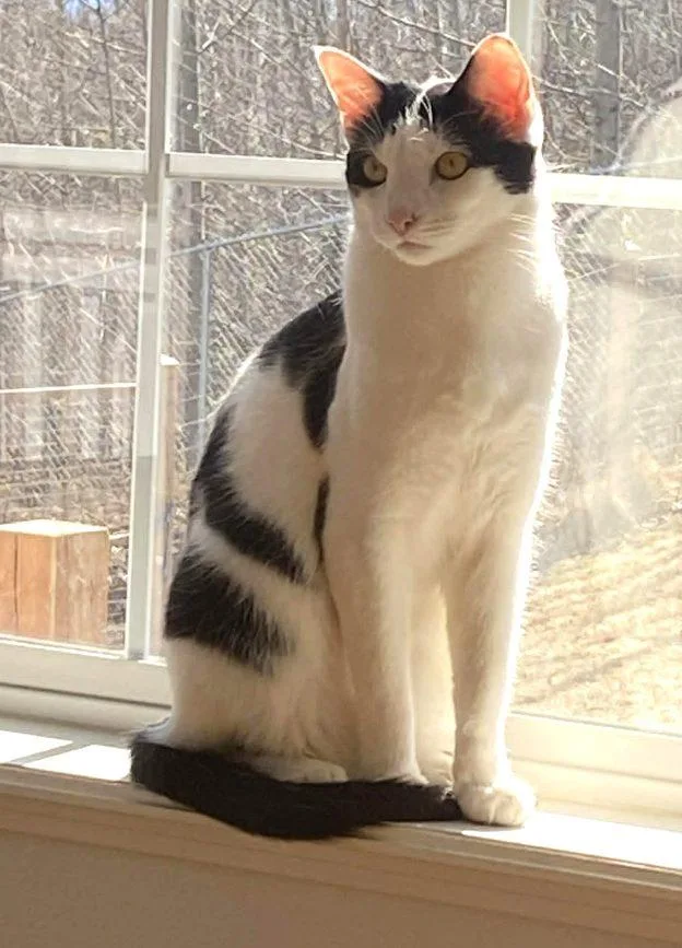 An adult medium-sized male White Domestic Short Hair cat named Rowdy for adoption in Anchorage, AK
