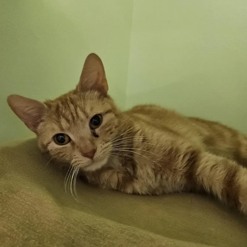 An adult medium-sized female Domestic Short Hair cat named Easter for adoption in Charleston, SC