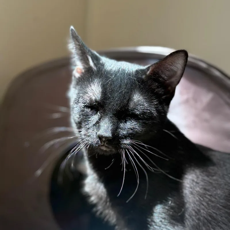 A baby small-sized male Black Domestic Short Hair cat named Tumeric for adoption in Chicago, IL