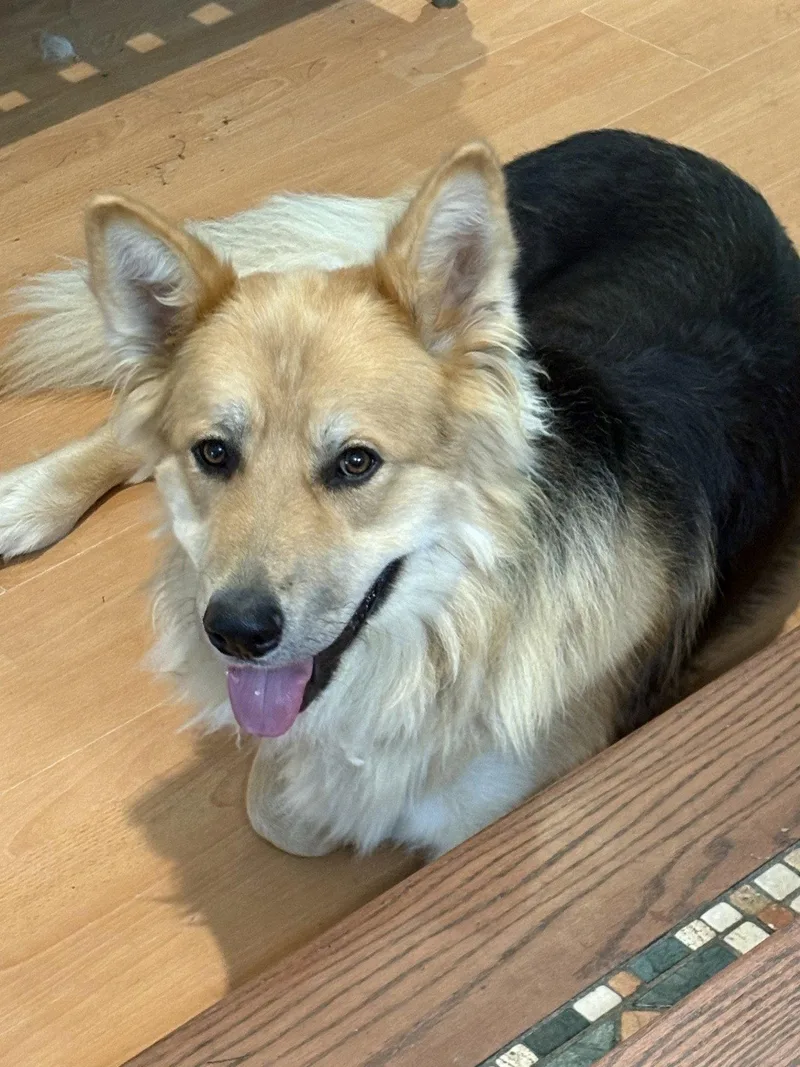 A young medium-sized male German Shepherd Dog dog named Max for adoption in Centreville, VA