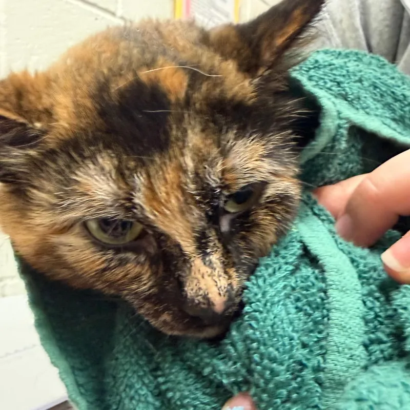 An adult medium-sized female Tortoiseshell Domestic Short Hair cat named Greece for adoption in Murray, UT