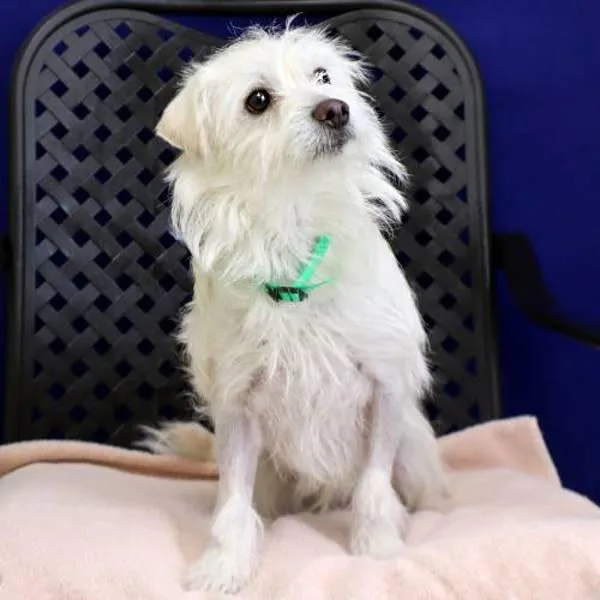 An adult small-sized male Standard Schnauzer dog named Tawny for adoption in Fort Davis, TX