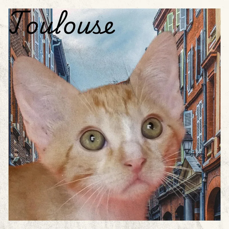 A young medium-sized male Buff & White Domestic Short Hair cat named Toulouse for adoption in Aransas Pass, TX