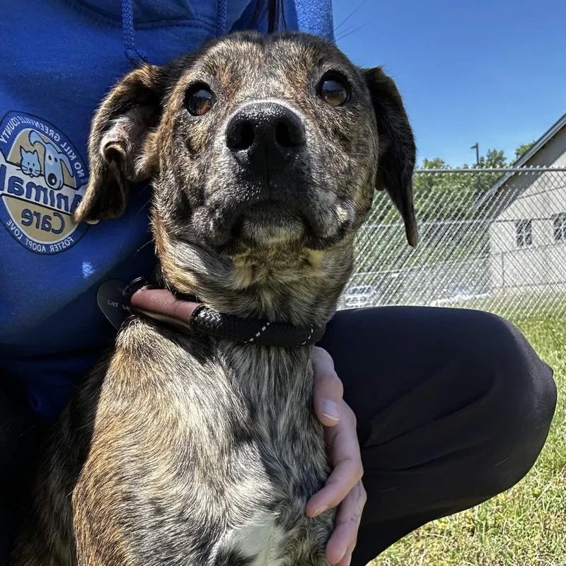 A young small-sized female Brindle Plott Hound dog named Summer for adoption in Greenville, SC