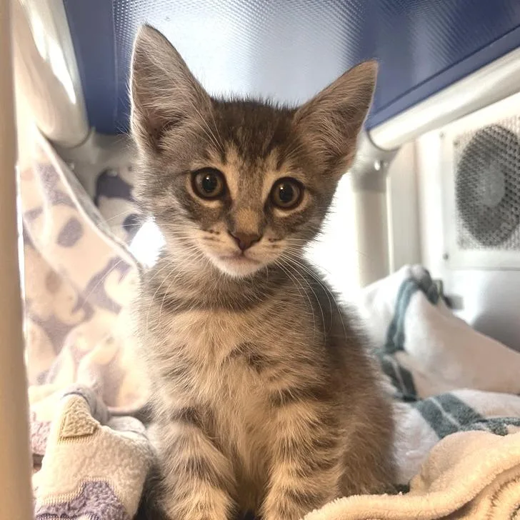 A baby small-sized female Domestic Short Hair cat named Natalie for adoption in Los Angeles, CA