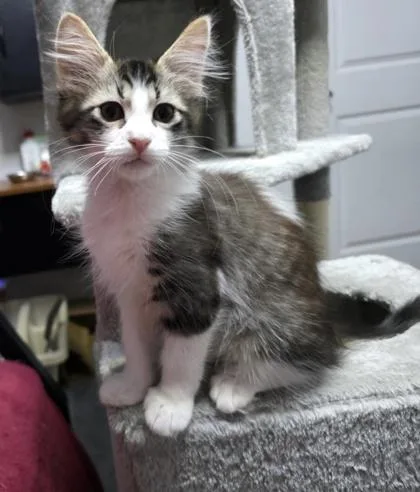 A baby small-sized female Domestic Medium Hair cat named Katrina for adoption in Fort Worth, TX