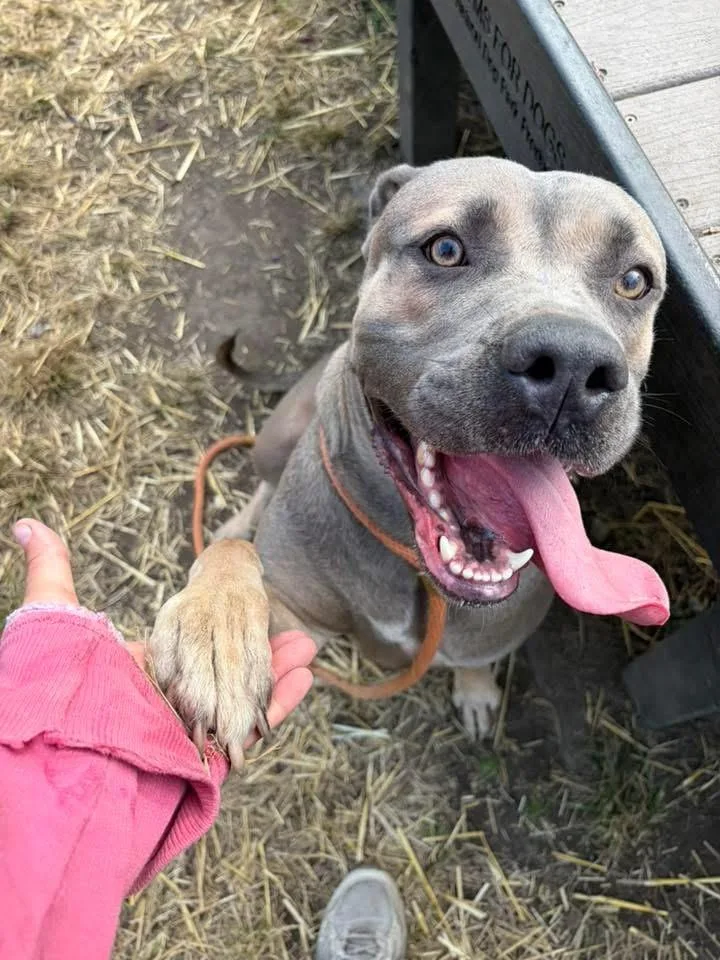 An adult medium-sized female Brown / Chocolate Pit Bull Terrier dog named Nadina for adoption in Chicago, IL