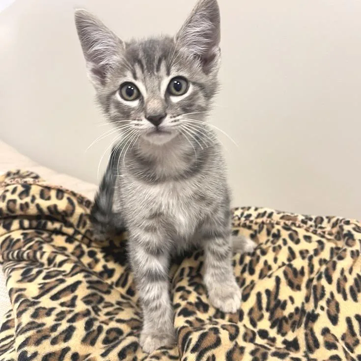 A baby small-sized male Domestic Short Hair cat named Dallas for adoption in Los Angeles, CA