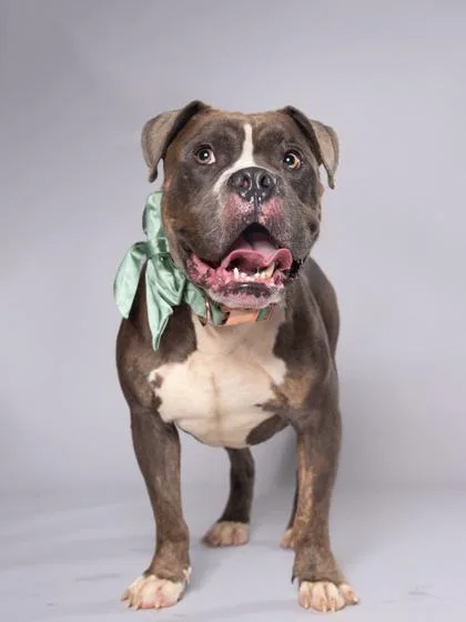 An adult large-sized male Mixed Breed dog named Martian for adoption in Atlanta, GA