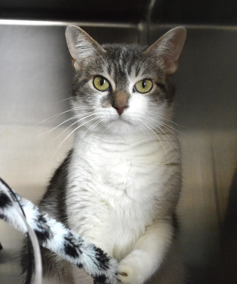 A young medium-sized female Gray & White Domestic Short Hair cat named Jules for adoption in House Springs, MO