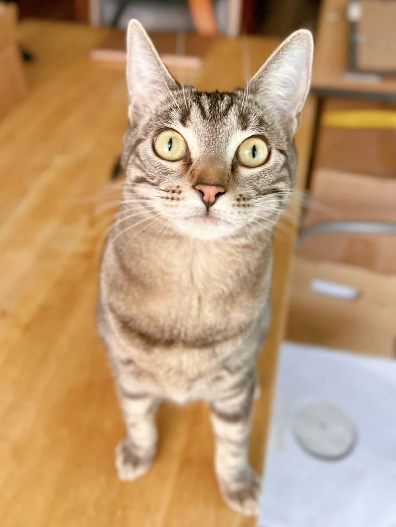 A young medium-sized female Tabby (Brown / Chocolate) Domestic Short Hair cat named Iris for adoption in Los Angeles, CA
