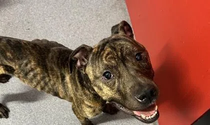 An adult large-sized male Mixed Breed dog named The Hound for adoption in West Chester, PA
