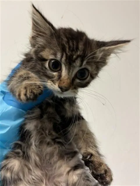 A baby small-sized female Domestic Medium Hair cat named Sabrina for adoption in Bakersfield, CA