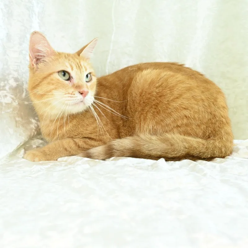 Purrsela thumbnail 3