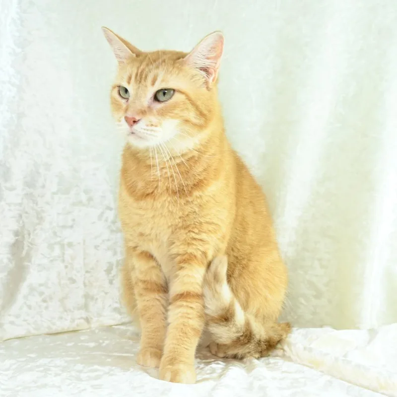 Purrsela thumbnail 4