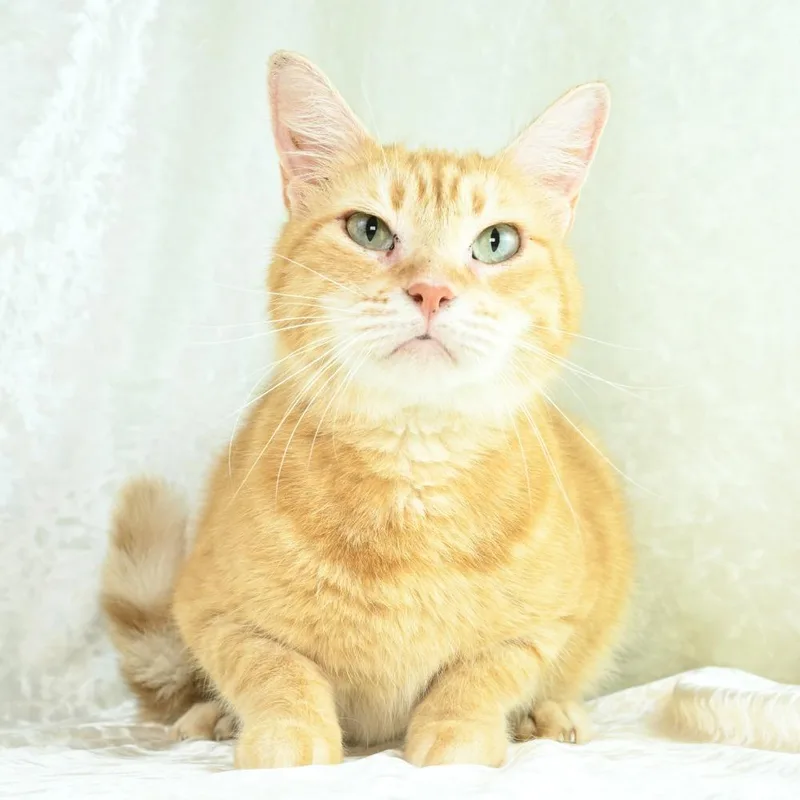 Purrsela thumbnail 5