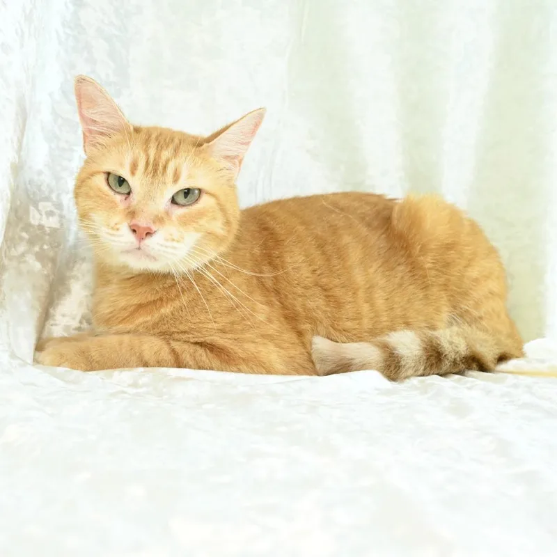 Purrsela thumbnail 6