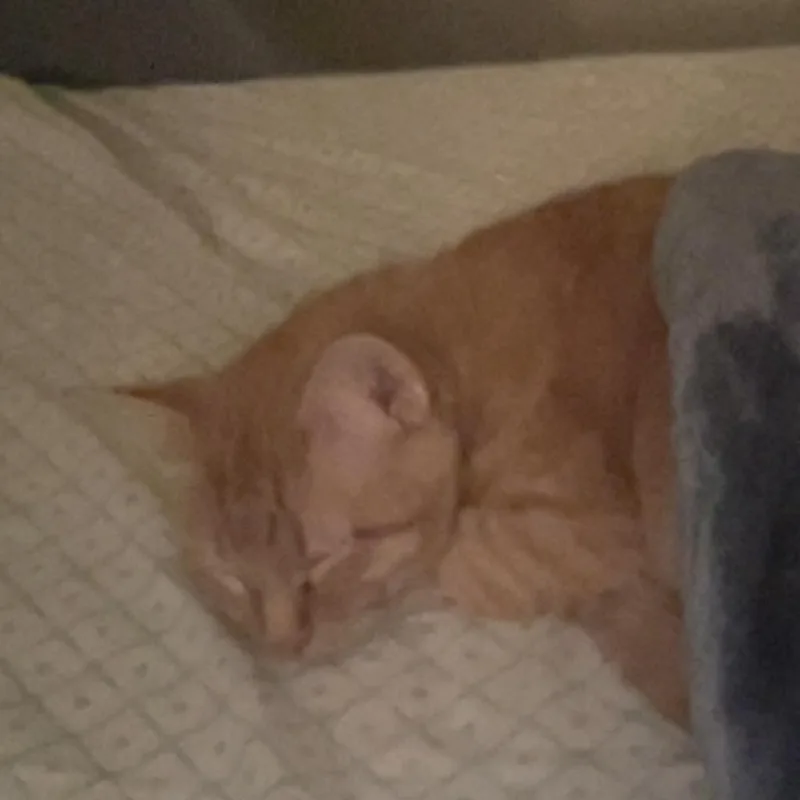 An adult medium-sized female Orange / Red Domestic Short Hair cat named Alice for adoption in Houston, TX