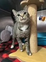 An adult medium-sized female Tabby (Brown / Chocolate) Domestic Short Hair cat named Meadow for adoption in Manitowoc, WI