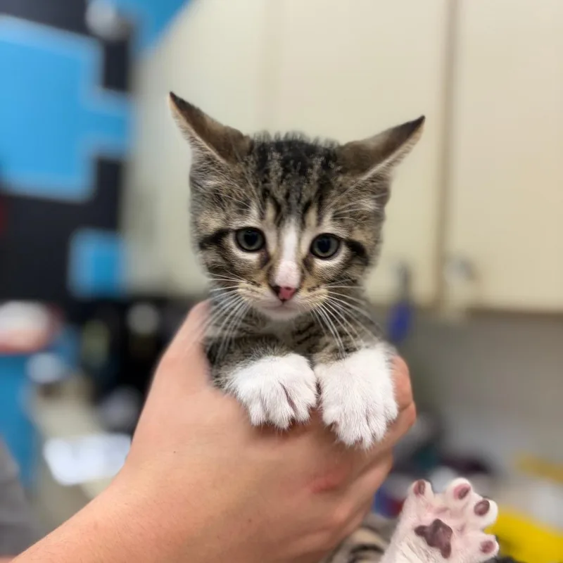 A baby small-sized male Black Domestic Short Hair cat named Hunter for adoption in Ardmore, OK