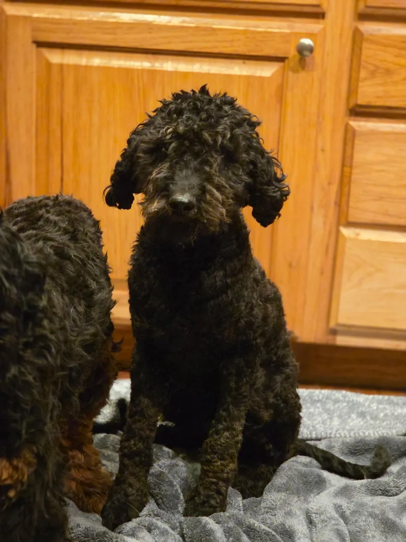 A young medium-sized male Aussiedoodle dog named Loki for adoption in Port Angeles, WA