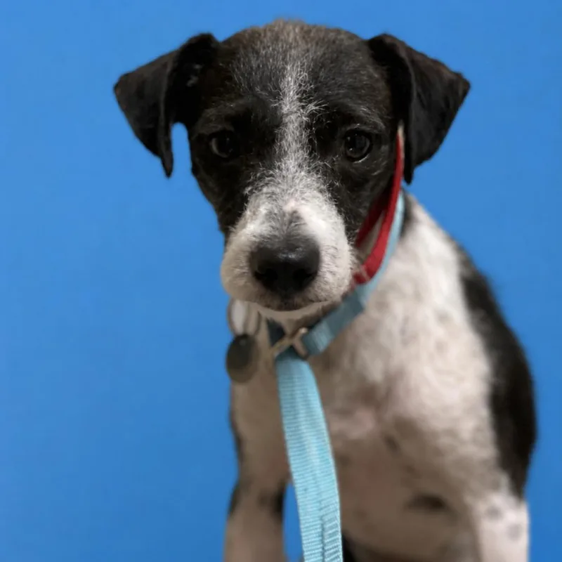 A young small-sized female Black Terrier dog named Juniper for adoption in Riverside, CA
