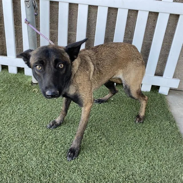 A young large-sized female Belgian Shepherd / Malinois dog named A for adoption in Modesto, CA