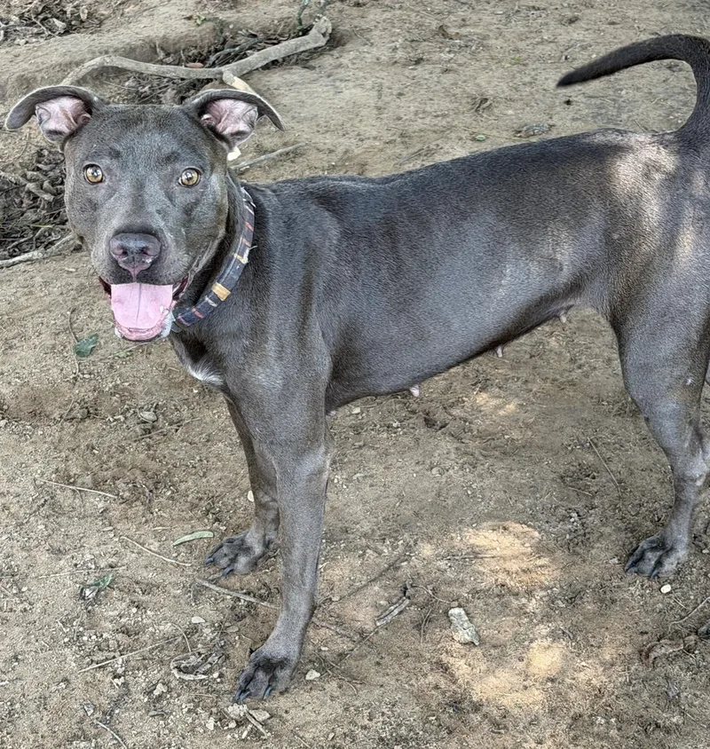 A young medium-sized female Gray / Blue / Silver Boxer dog named Vesta for adoption in Calera, AL