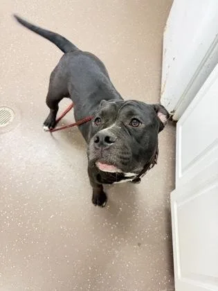 An adult large-sized male American Staffordshire Terrier dog named Peedee for adoption in South Bend, IN
