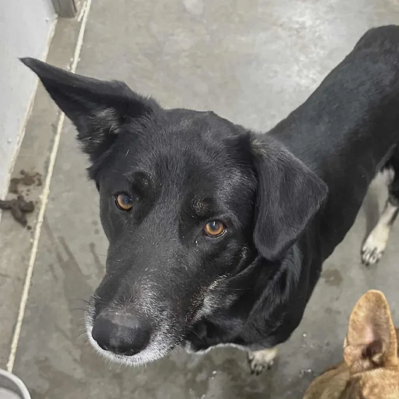 A senior small-sized male Black Shepherd dog named Darling for adoption in Hannibal, MO