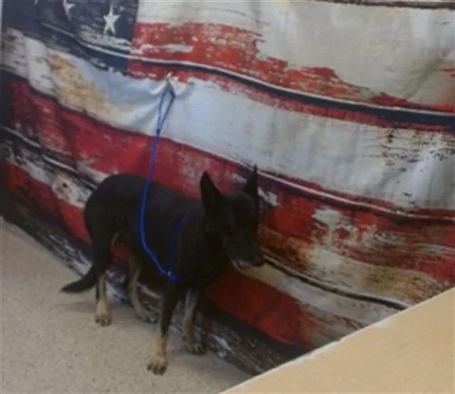 An adult large-sized female German Shepherd Dog dog named Monica for adoption in Miami, FL