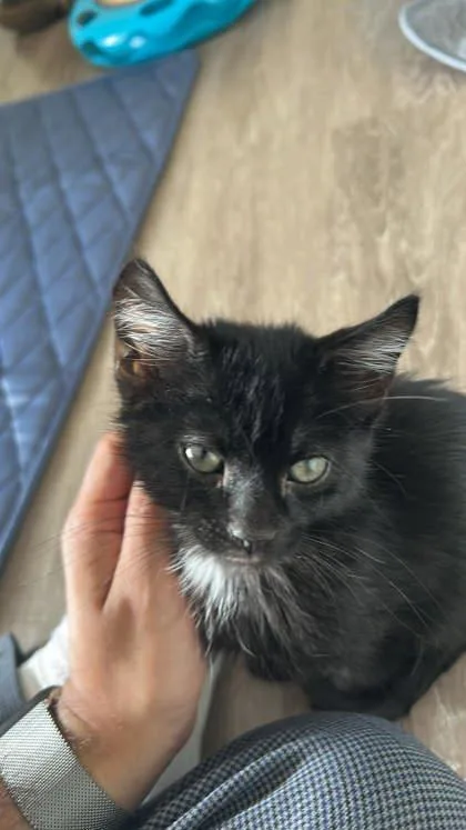 A baby small-sized male Domestic Short Hair cat named Firefly for adoption in Washington, DC