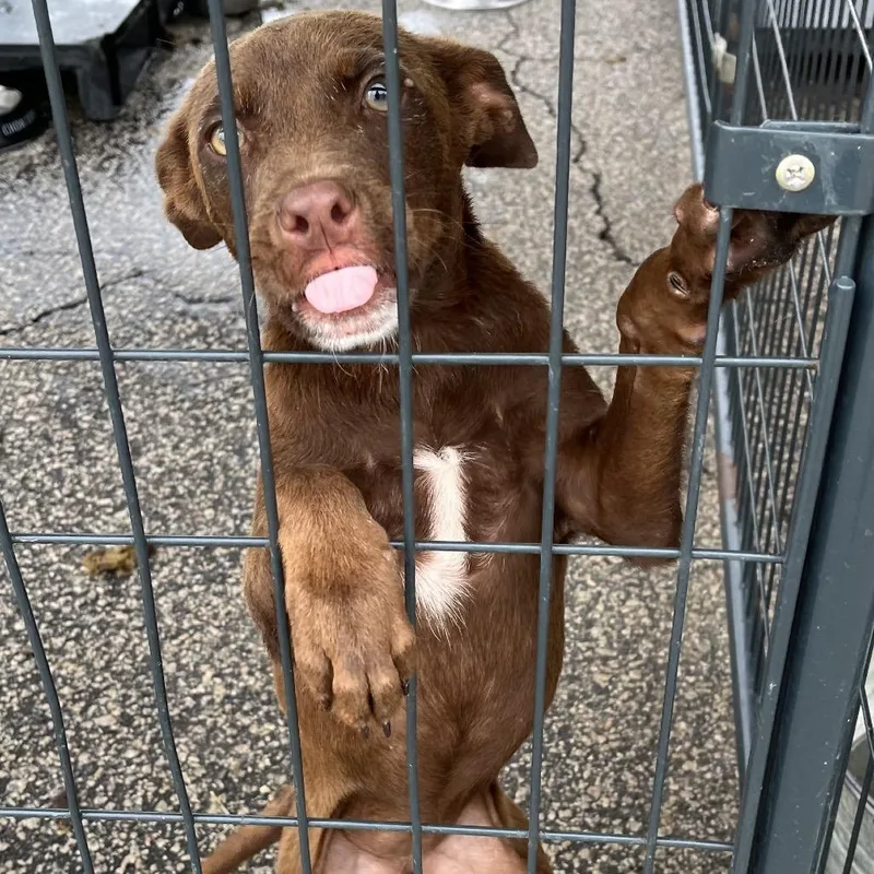 A young medium-sized female Brown / Chocolate Chocolate Labrador Retriever dog named Eve for adoption in Dillon, SC