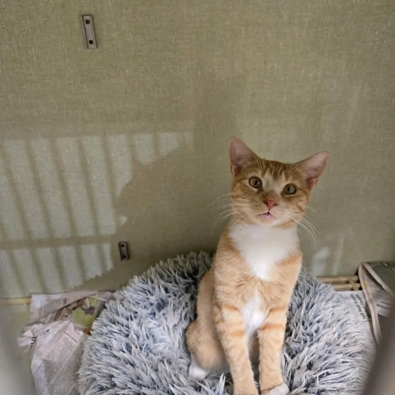 A young medium-sized male Domestic Medium Hair cat named Mr Lorax for adoption in California City, CA