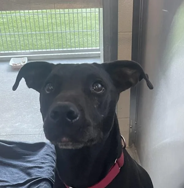 An adult large-sized male Labrador Retriever dog named Jack for adoption in El Cajon, CA