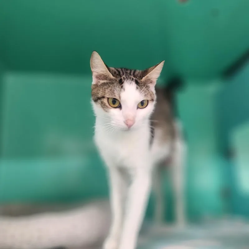 A young medium-sized female White Domestic Short Hair cat named Luna Bee for adoption in Pullman, WA