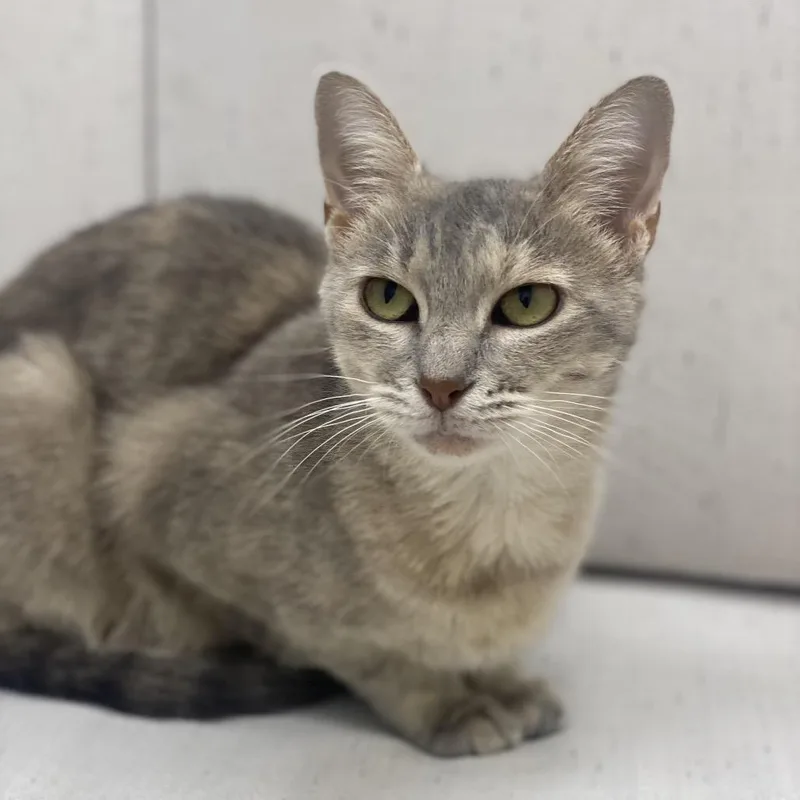 An adult medium-sized female Gray / Blue / Silver Domestic Short Hair cat named Sally for adoption in Chesapeake, VA