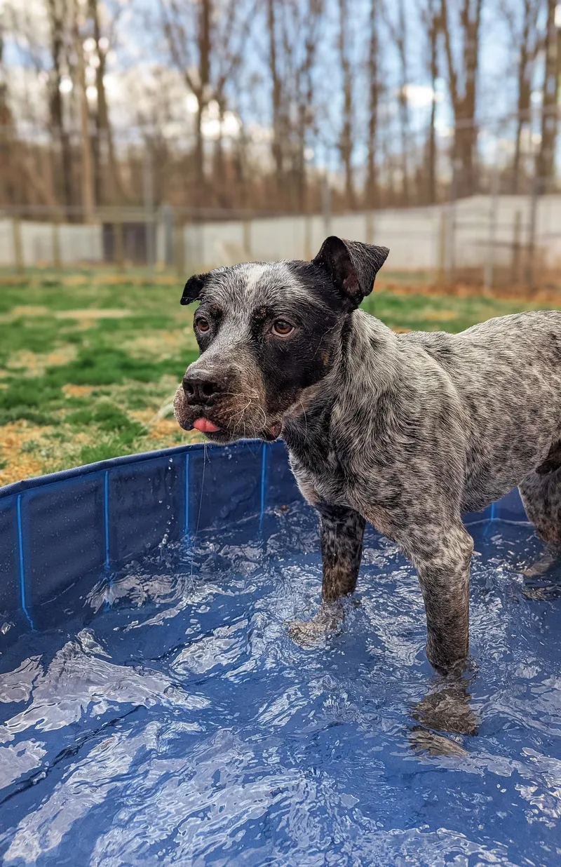 An adult medium-sized male Bicolor Pit Bull Terrier dog named Sal for adoption in Phoenix, MD