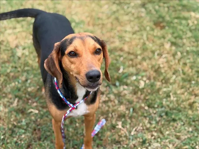 A young medium-sized female Black and Tan Coonhound dog named Copper for adoption in Tulsa, OK