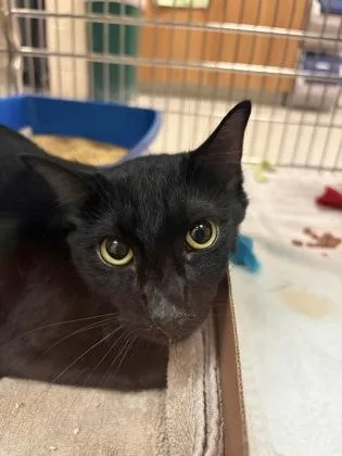 An adult small-sized male Domestic Short Hair cat named Mario for adoption in West Chester, PA
