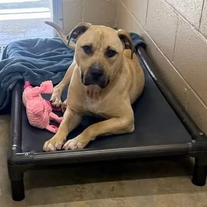 An adult medium-sized male American Staffordshire Terrier dog named B Puddin for adoption in North Charleston, SC