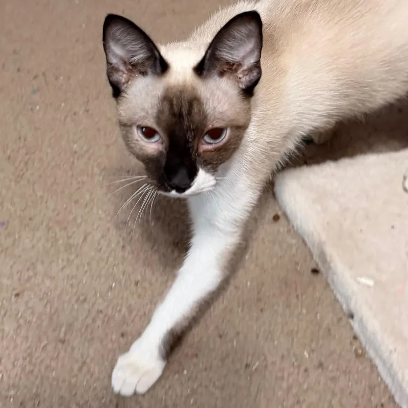 A young medium-sized male Cream / Ivory Snowshoe cat named Late To The Party for adoption in Boerne, TX