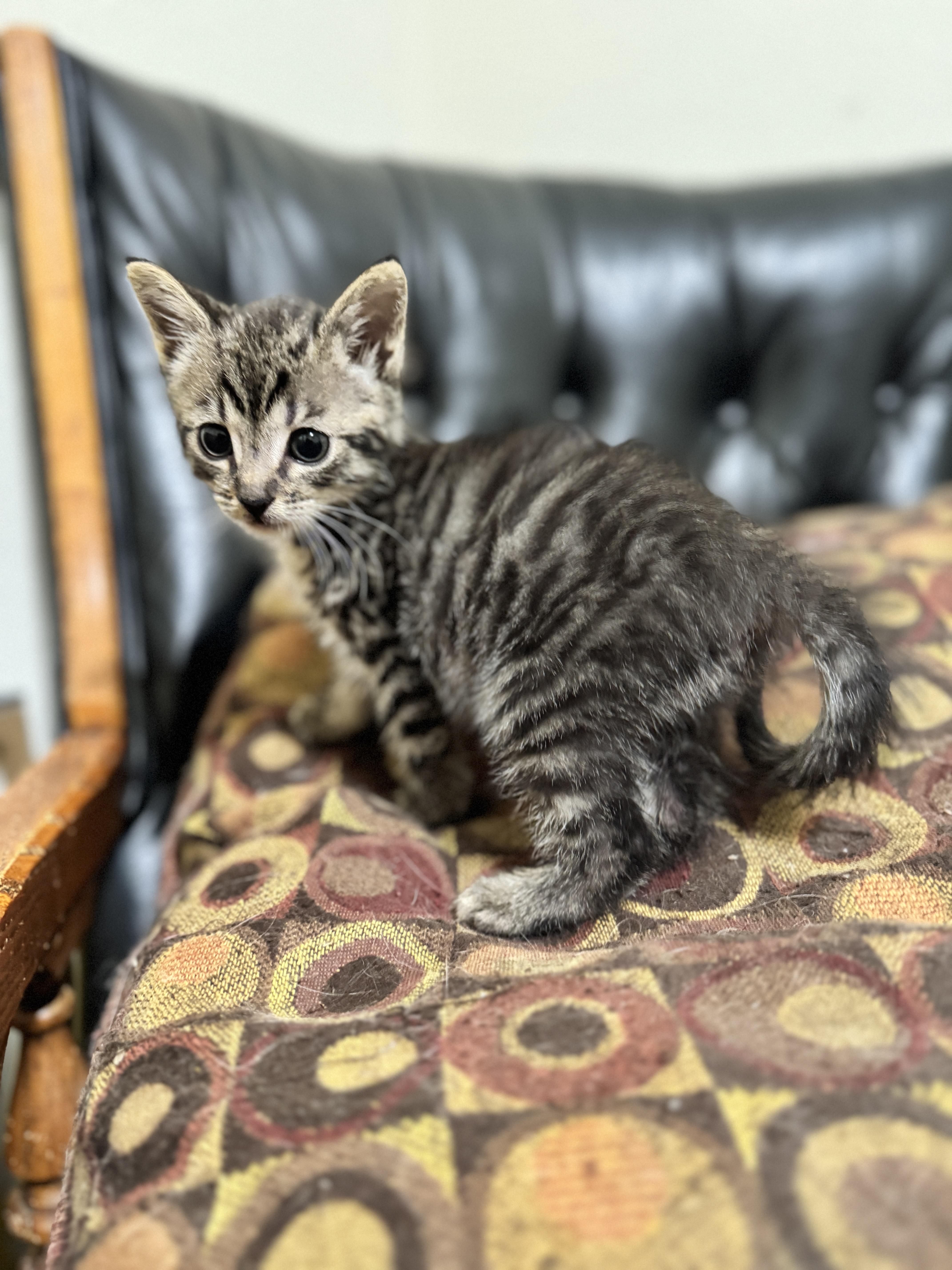 Jellybean thumbnail 2