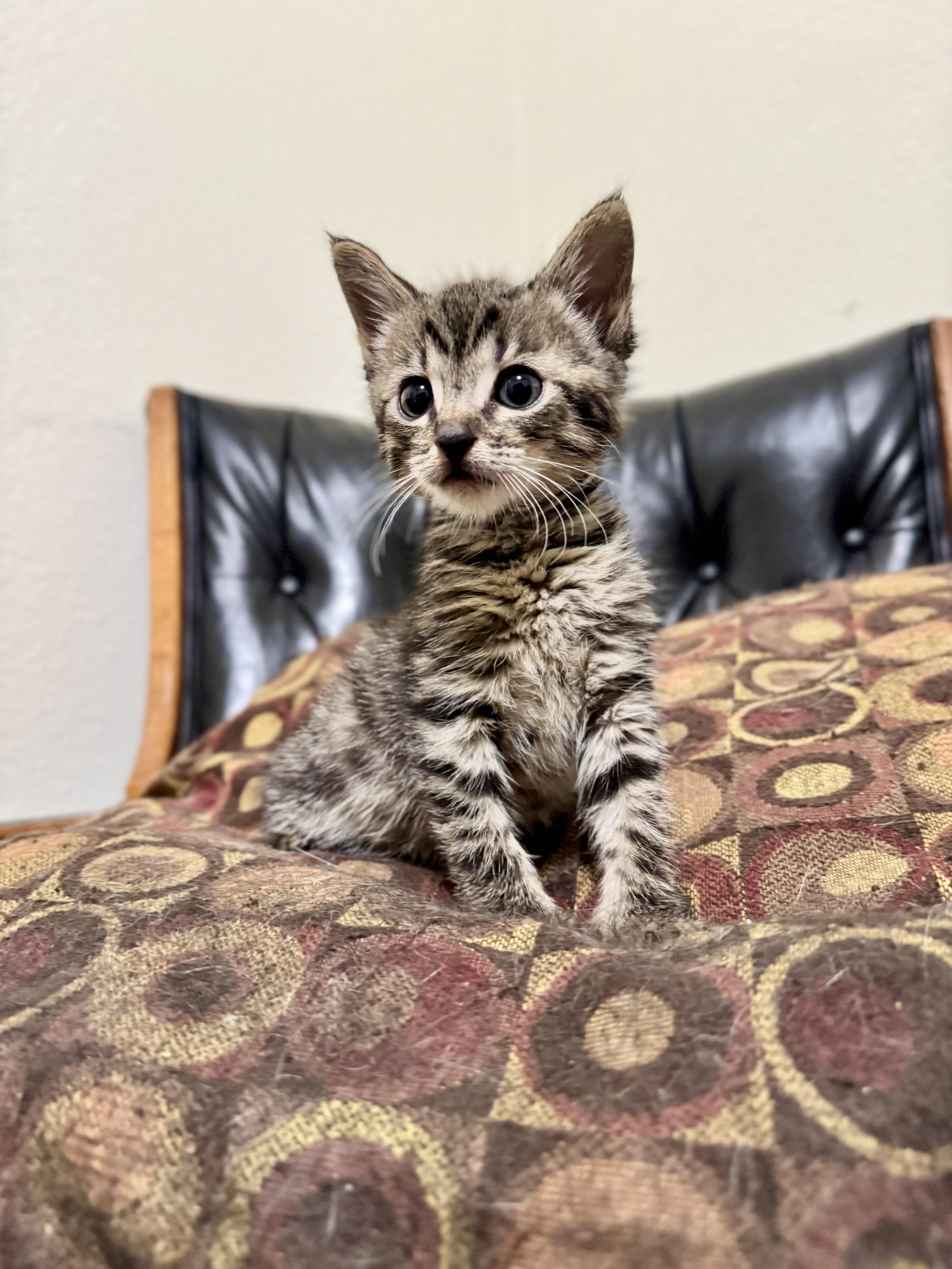 A young medium-sized male Brown / Chocolate Domestic Short Hair cat named Jellybean for adoption in Helendale, CA