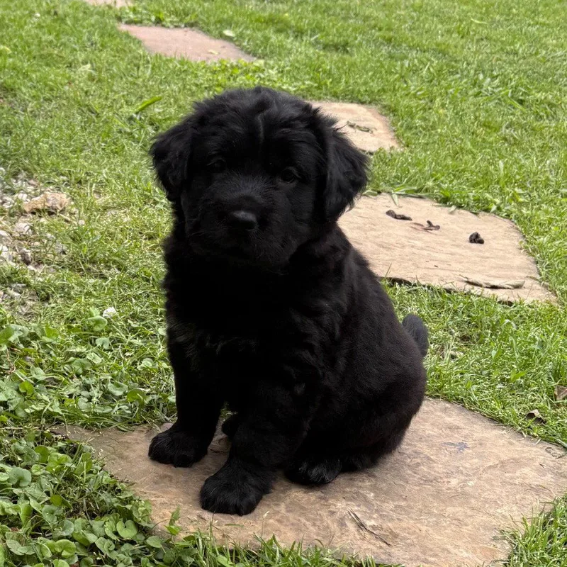 A baby small-sized male Terrier dog named Ravioli for adoption in Dallas, TX