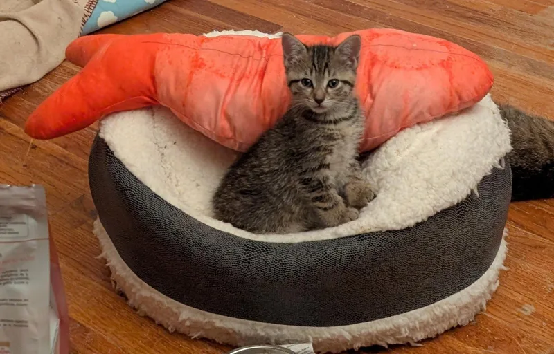 A baby small-sized female Domestic Short Hair cat named C Litter Lilac for adoption in Livonia, MI